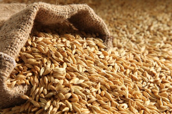 Barley - Image 2