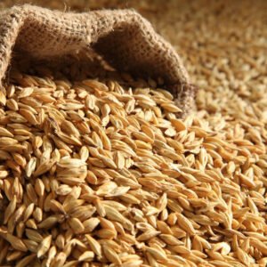 Barley